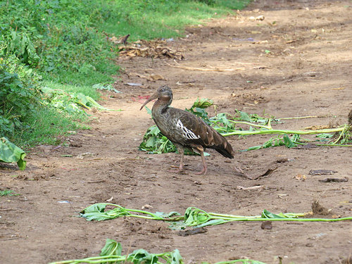 Wattled Ibis