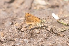 Piruna pirus