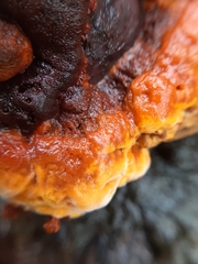 Gloeophyllum odoratum