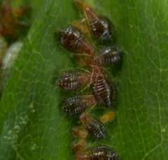 Periphyllus obscurus