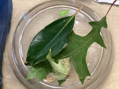 Quercus palustris