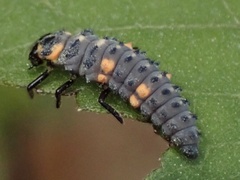 Coccinella