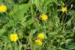 Crepis