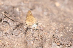 Piruna pirus
