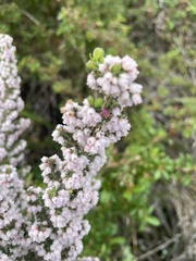 Erica canescens