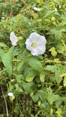 Calystegia silvatica