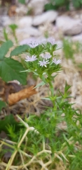 Drypis spinosa jacquiniana