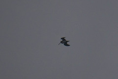 Gallinago gallinago