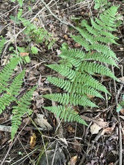 Dryopteris