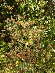 Juncus canadensis