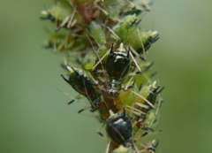 Impatientinum asiaticum