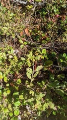 Vaccinium myrtilloides