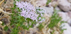 Drypis spinosa jacquiniana