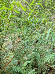 Pimelea axiflora axiflora