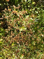 Juncus canadensis