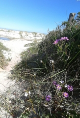 Senecio speciosus