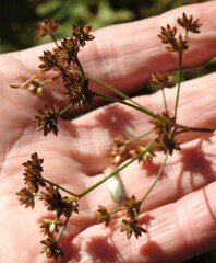 Juncus canadensis