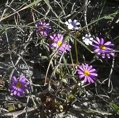 Senecio speciosus