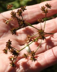 Juncus canadensis