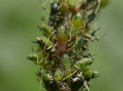 Impatientinum asiaticum