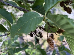 Alnus incana tenuifolia