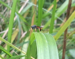 Tryphoninae