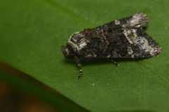Lacinipolia