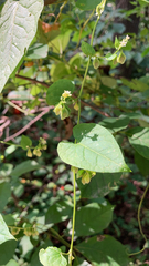 Fallopia scandens