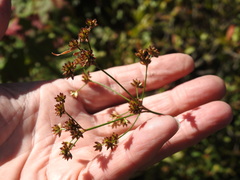 Juncus canadensis