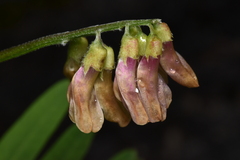 Vicia gigantea