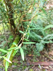 Pimelea axiflora axiflora