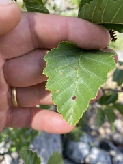 Alnus incana tenuifolia