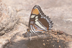Adelpha eulalia
