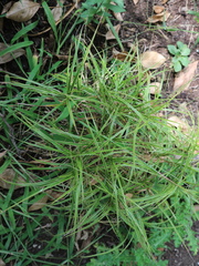 Carex muskingumensis
