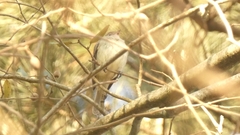 Elaenia flavogaster