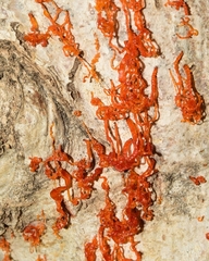 Cytospora chrysosperma