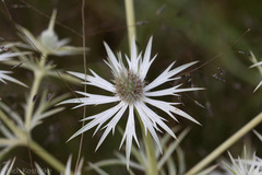 Eryngium heterophyllum
