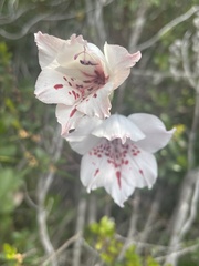Gladiolus variegatus