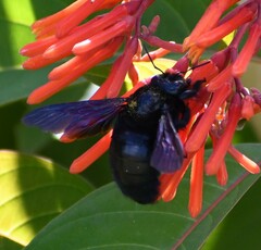 Xylocopa strandi