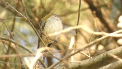 Elaenia flavogaster