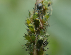 Impatientinum asiaticum