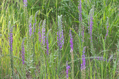 Lobelia fenestralis