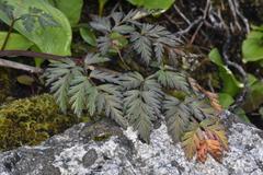 Conioselinum gmelinii