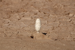 Podaxis pistillaris