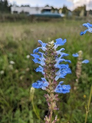 Salvia uliginosa