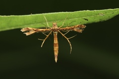 Xyroptila oenophanes