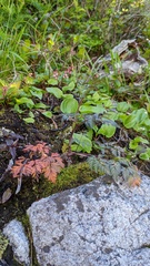 Conioselinum gmelinii