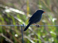 Embernagra platensis