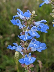 Salvia uliginosa