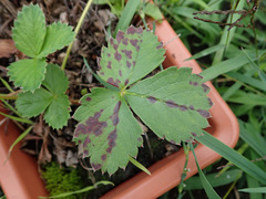 Diplocarpon fragariae